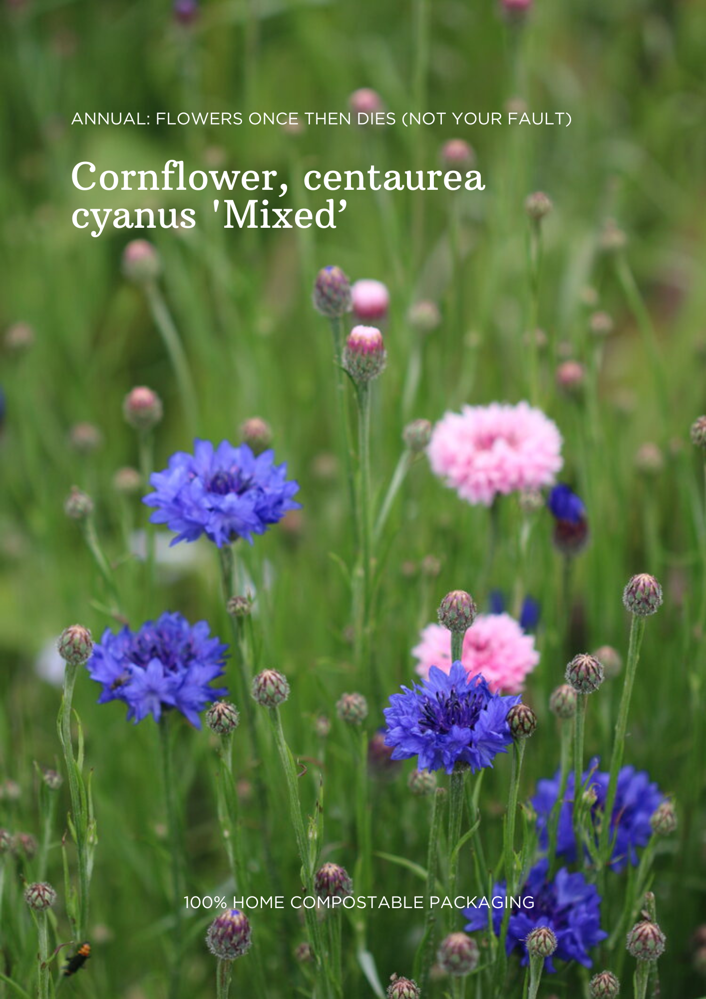 Cornflower