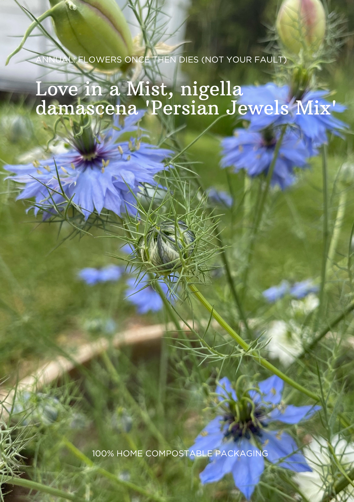 Love in a Mist