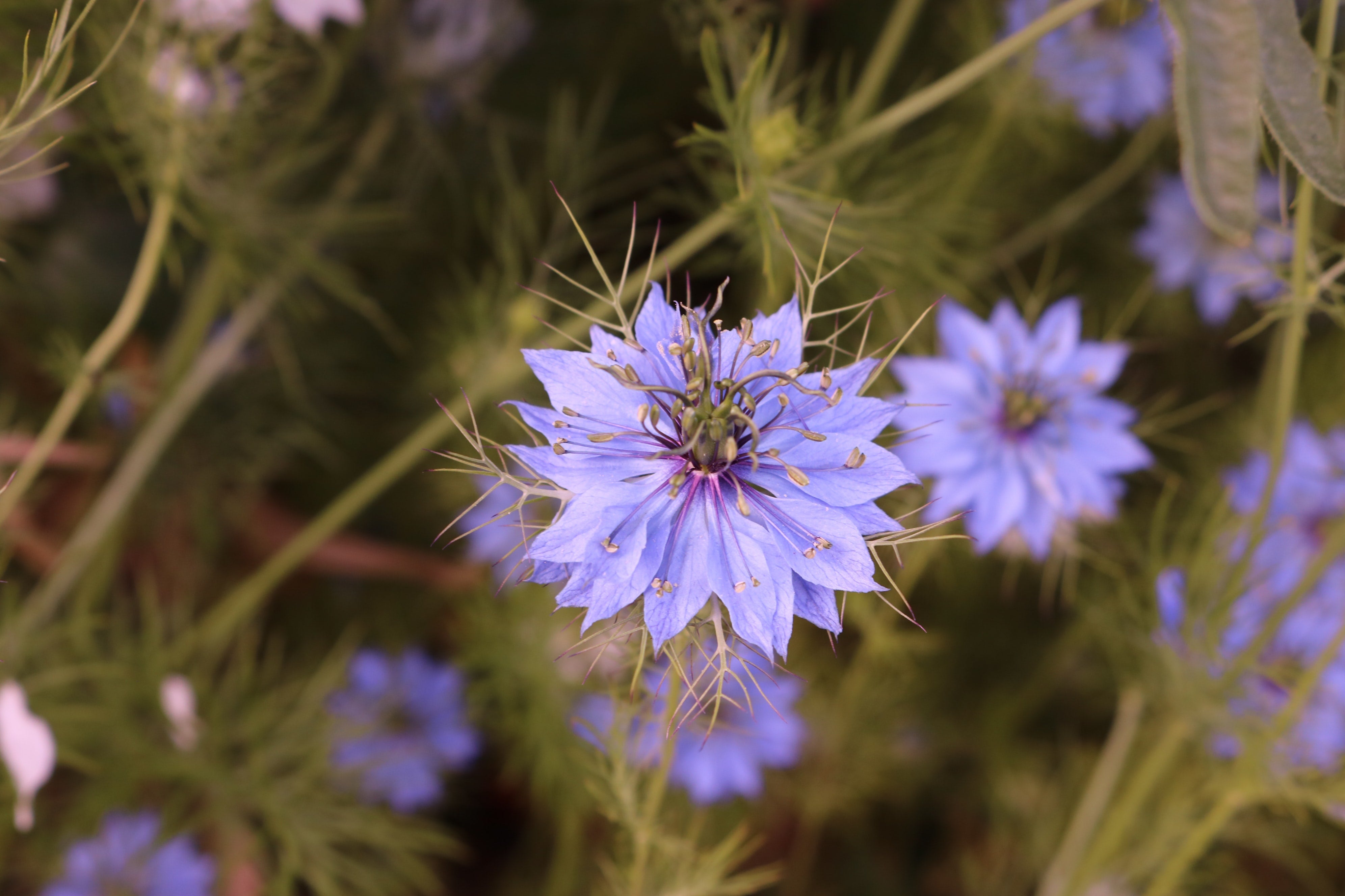 Love in a Mist