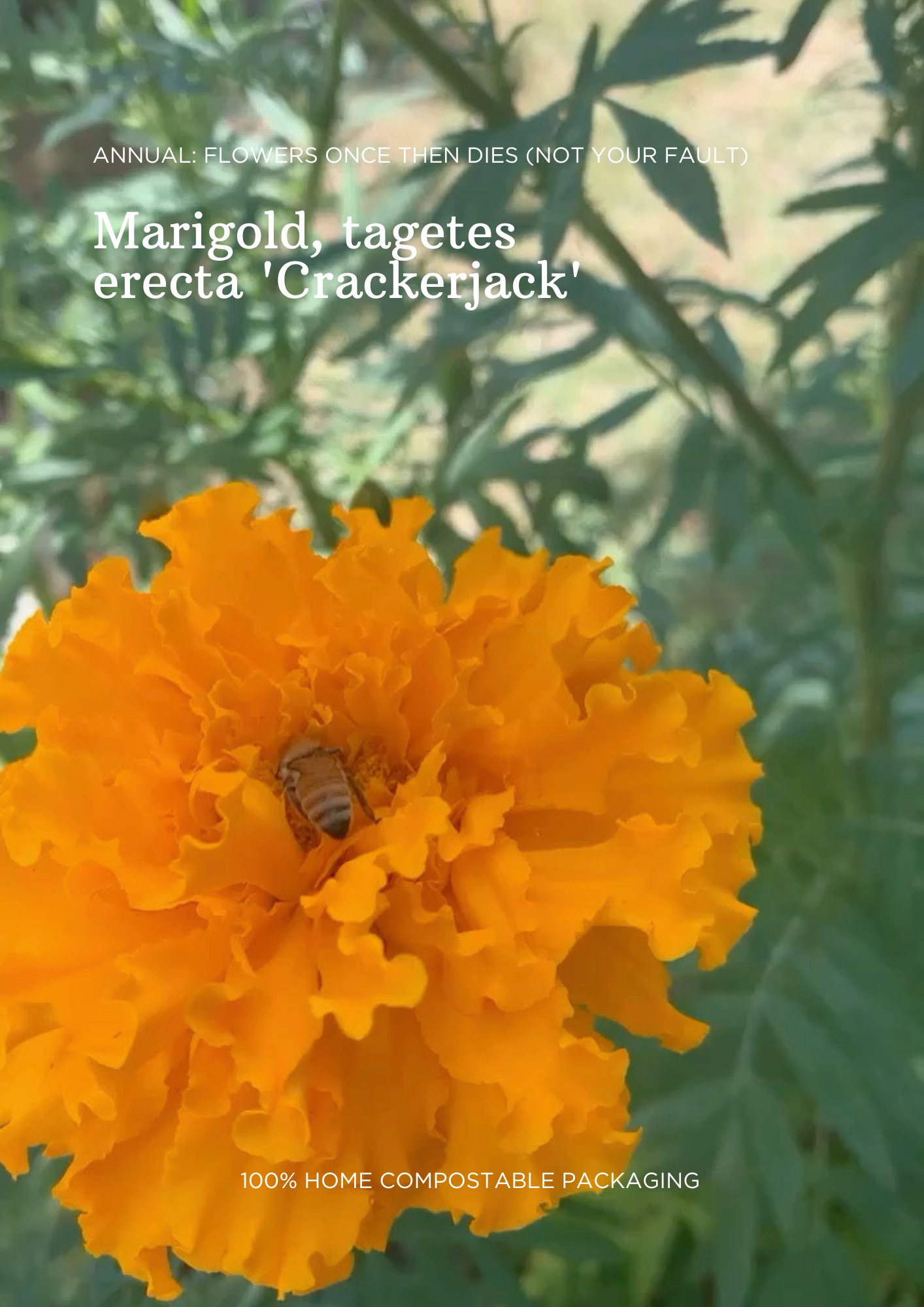 Bulk Seed Packets | Marigold