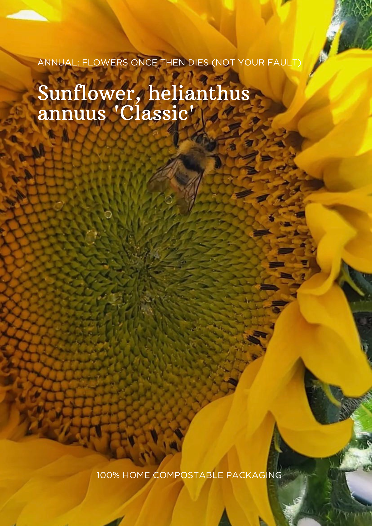 Bulk Seed Packets | Sunflower