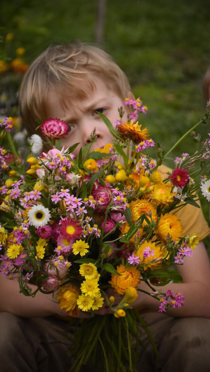 Strawflower