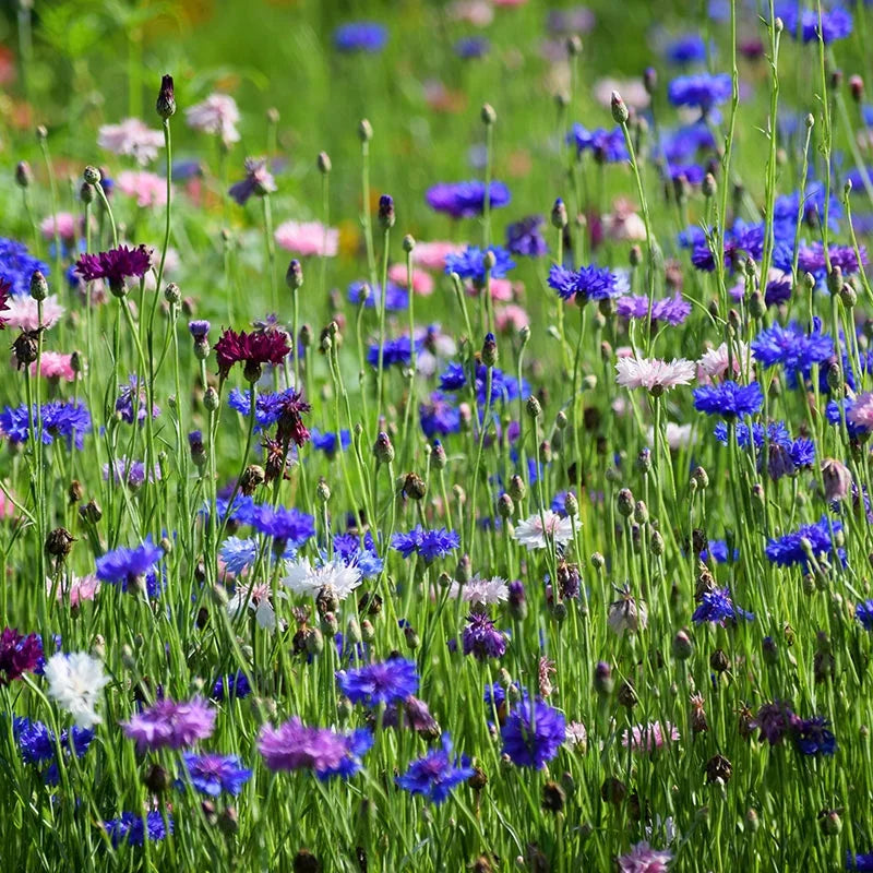 Cornflower